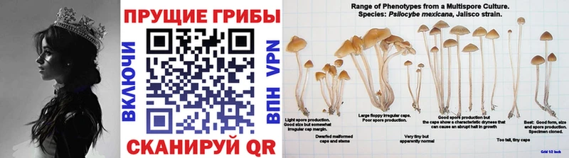 Псилоцибиновые грибы ЛСД Чкаловск